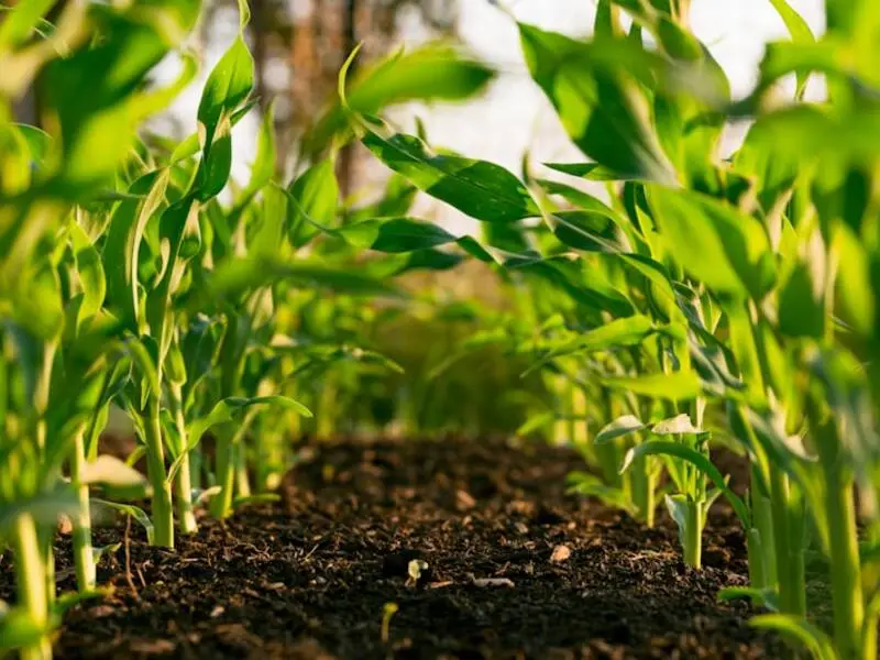 Agriculture